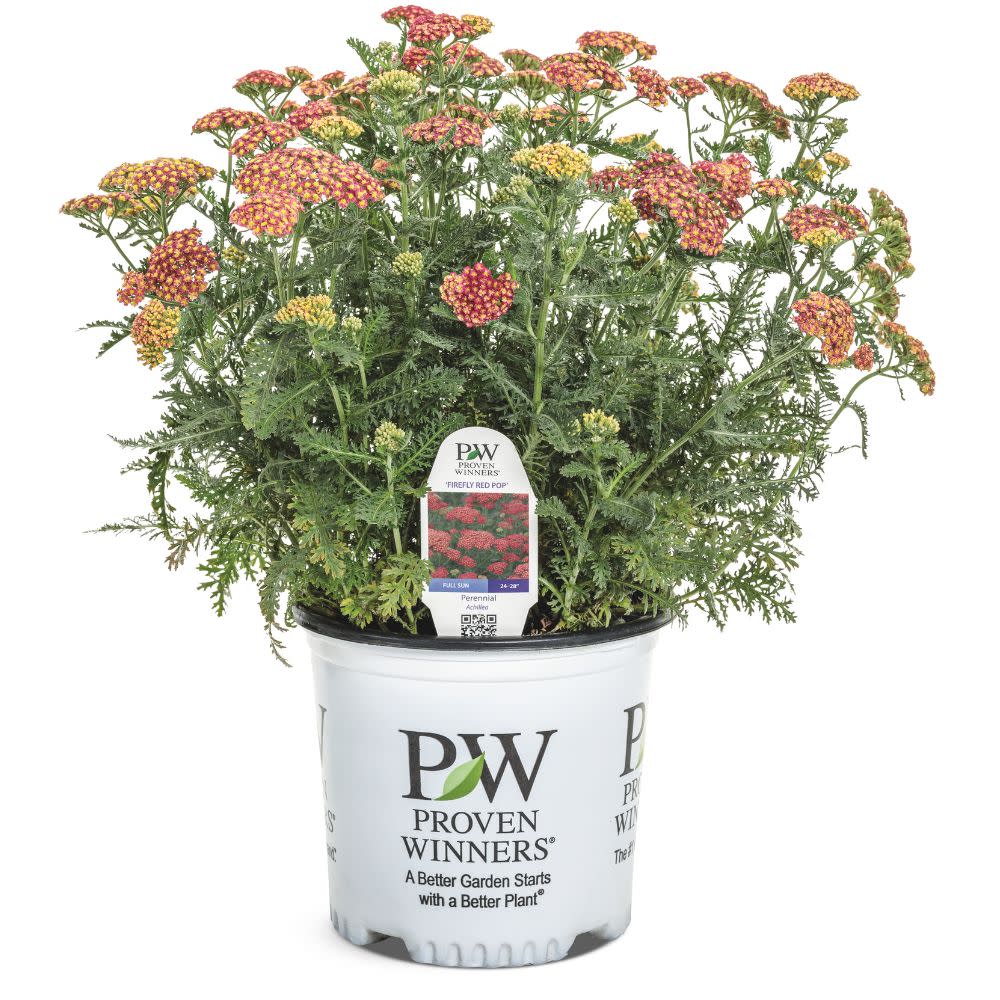 'Firefly Red Pop' Yarrow (Achillea)