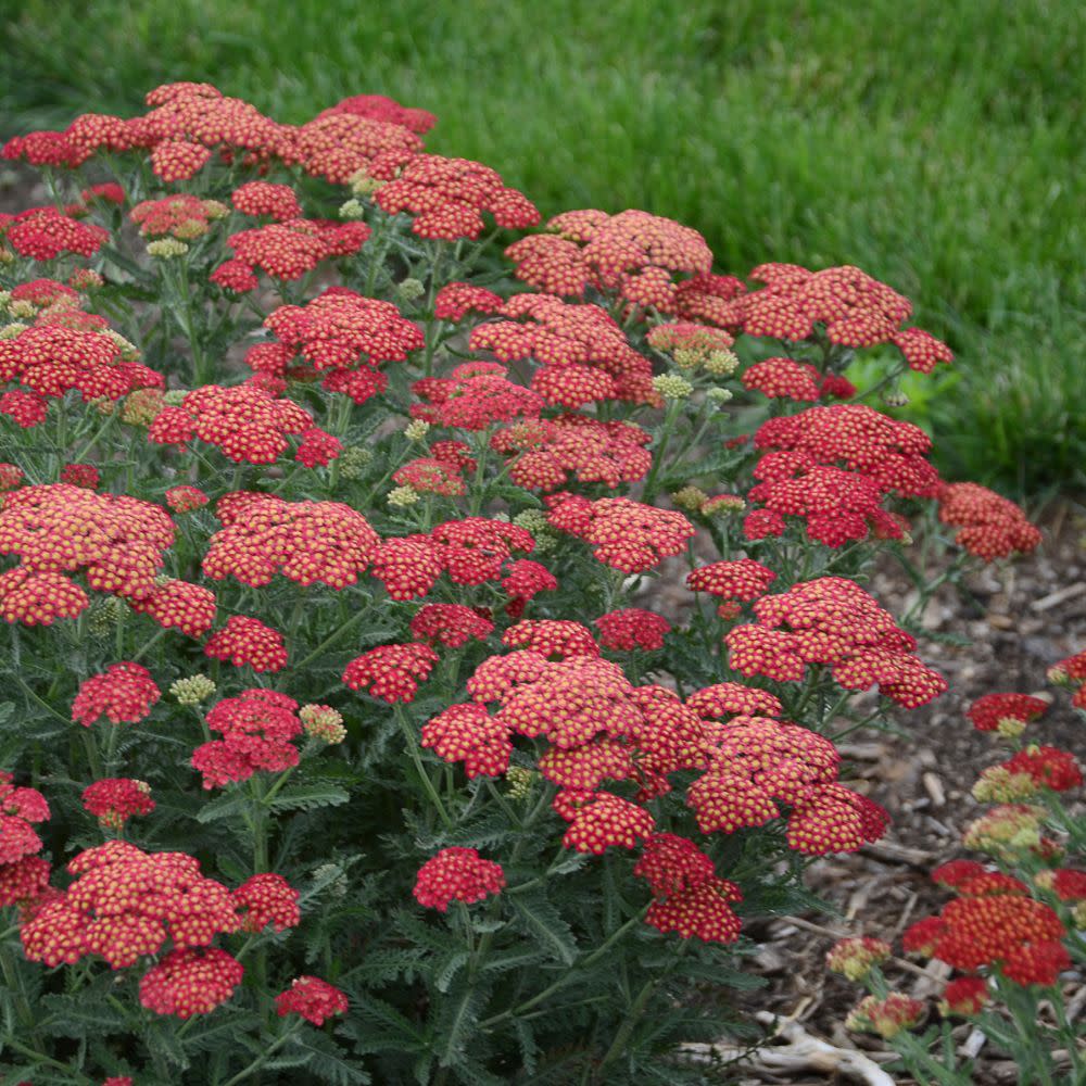 'Firefly Red Pop' Yarrow (Achillea)