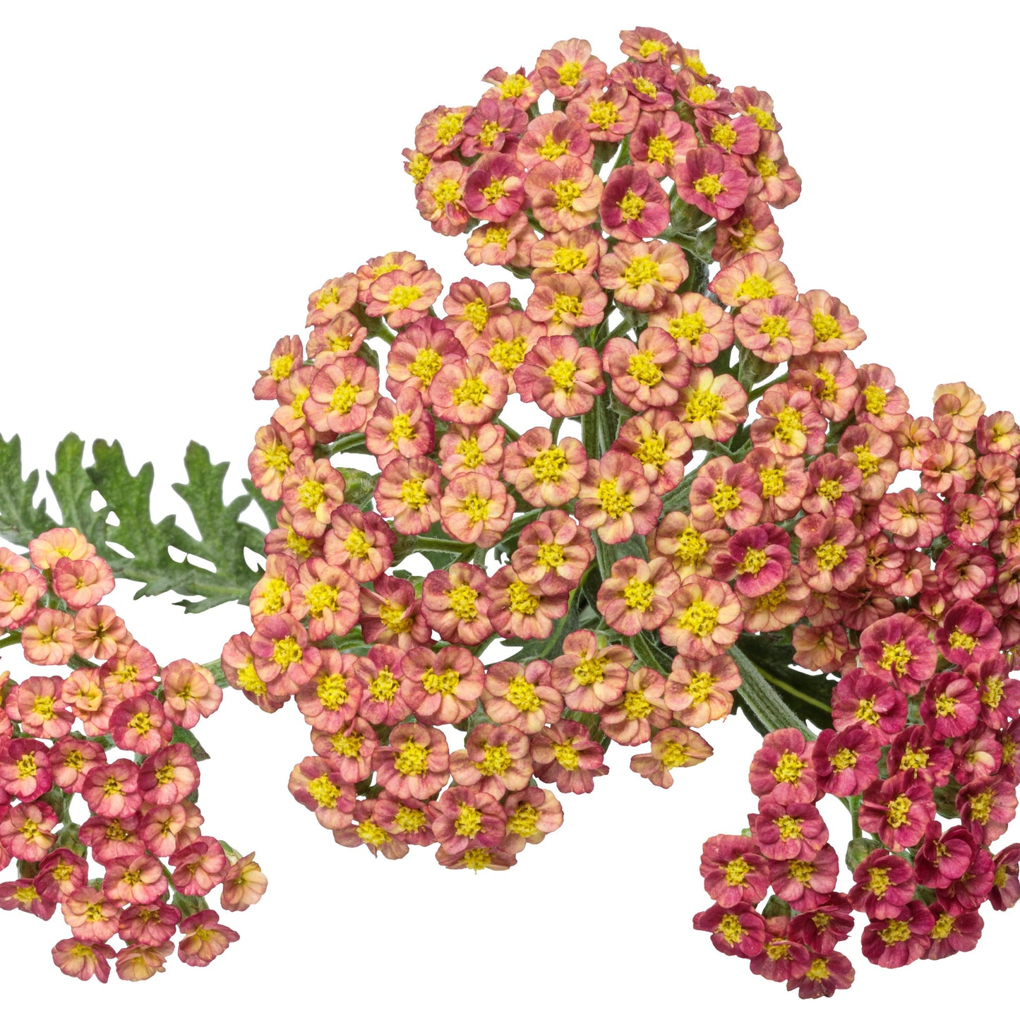 'Firefly Red Pop' Yarrow (Achillea)