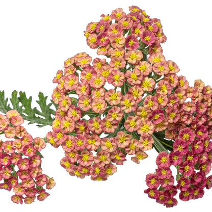 'Firefly Red Pop' Yarrow (Achillea)