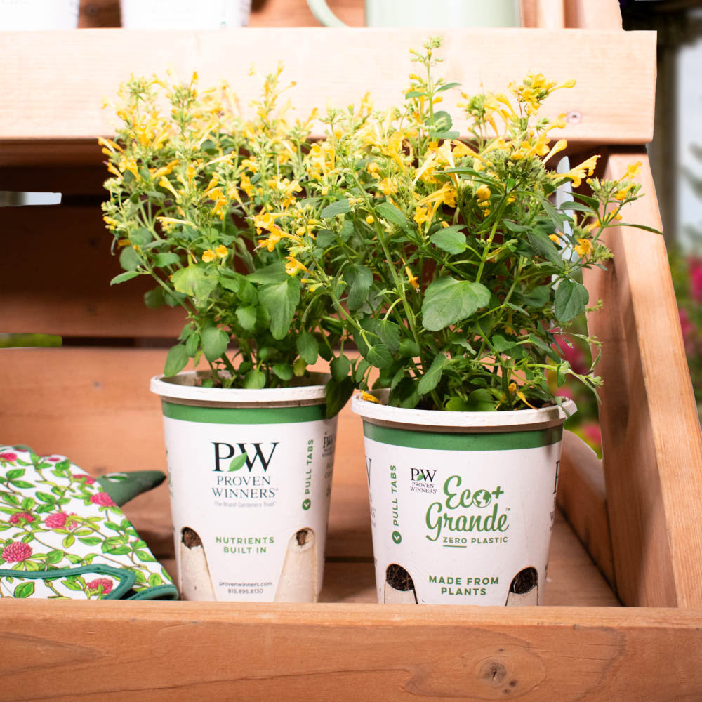 'Maestro Gold' Hyssop (Agastache hybrid) | Proven Winners® New Variety 2026