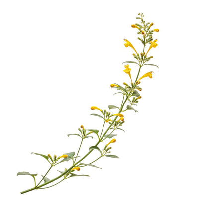 'Maestro Gold' Hyssop (Agastache hybrid)