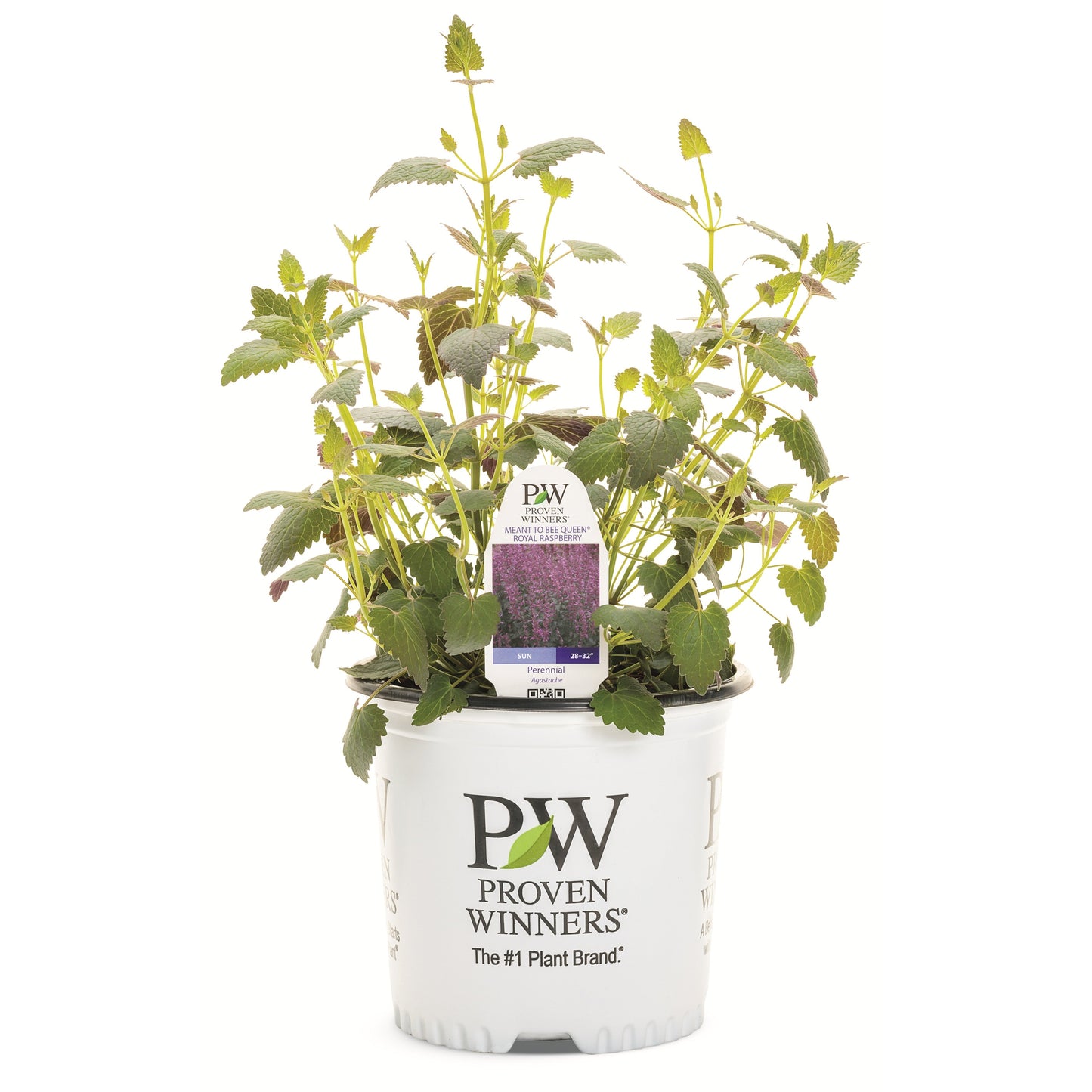 Meant to Bee® 'Royal Raspberry' Anise Hyssop (Agastache hybrid)