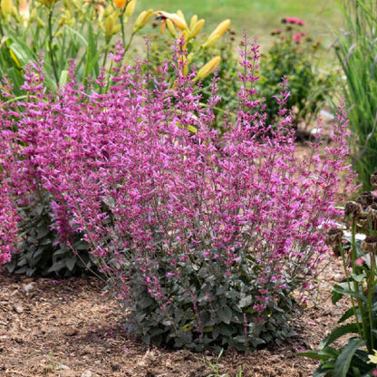 Meant to Bee® 'Royal Raspberry' Anise Hyssop (Agastache hybrid)