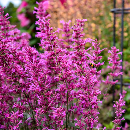 Meant to Bee® 'Royal Raspberry' Anise Hyssop (Agastache hybrid)