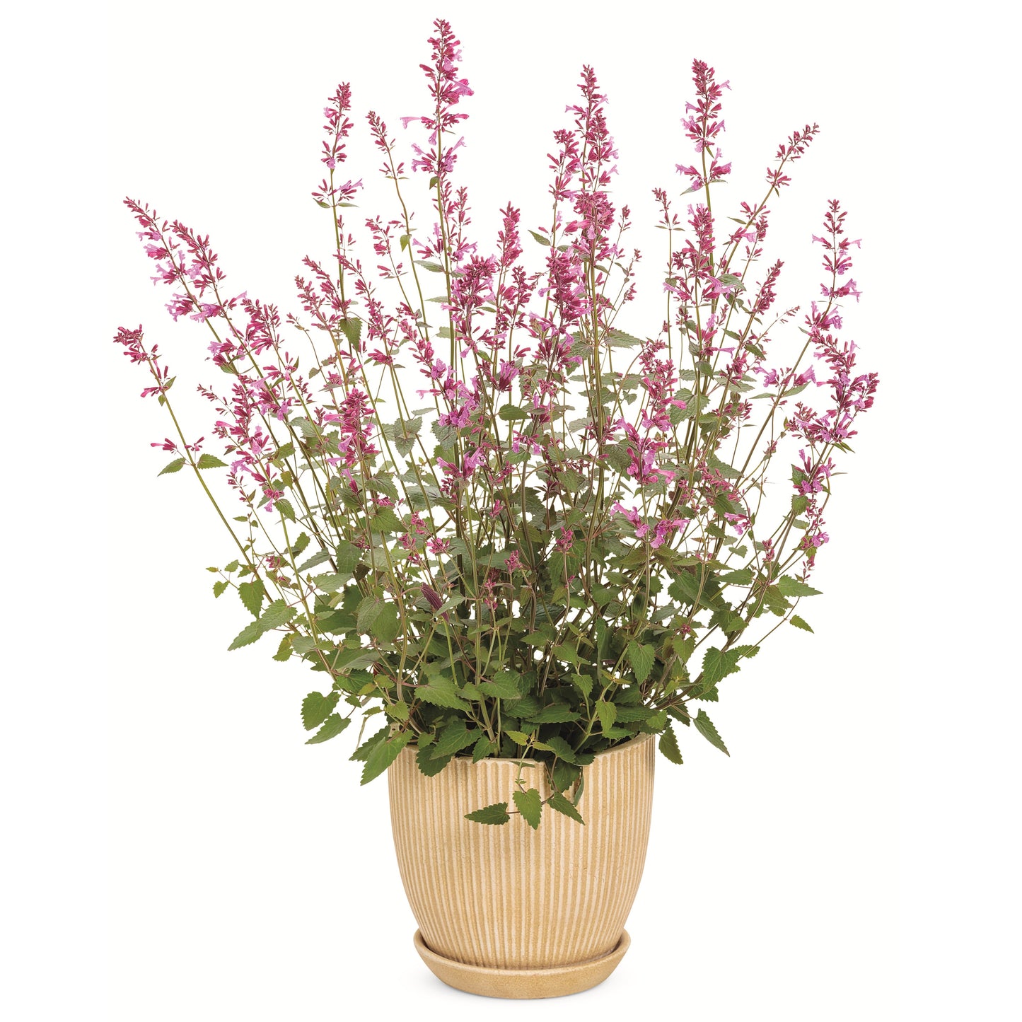 Meant to Bee® 'Royal Raspberry' Anise Hyssop (Agastache hybrid)