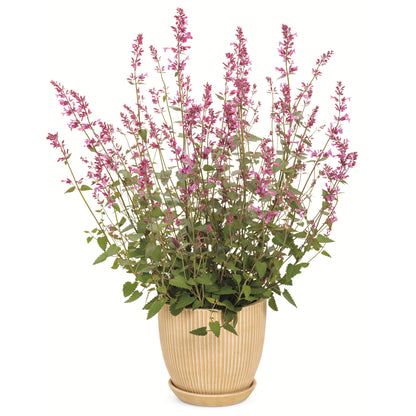 Meant to Bee® 'Royal Raspberry' Anise Hyssop (Agastache hybrid)