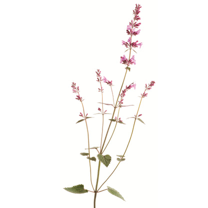 Meant to Bee® 'Royal Raspberry' Anise Hyssop (Agastache hybrid)