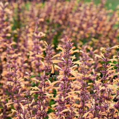 Meant to Bee 'Queen Nectarine' Anise Hyssop up close.