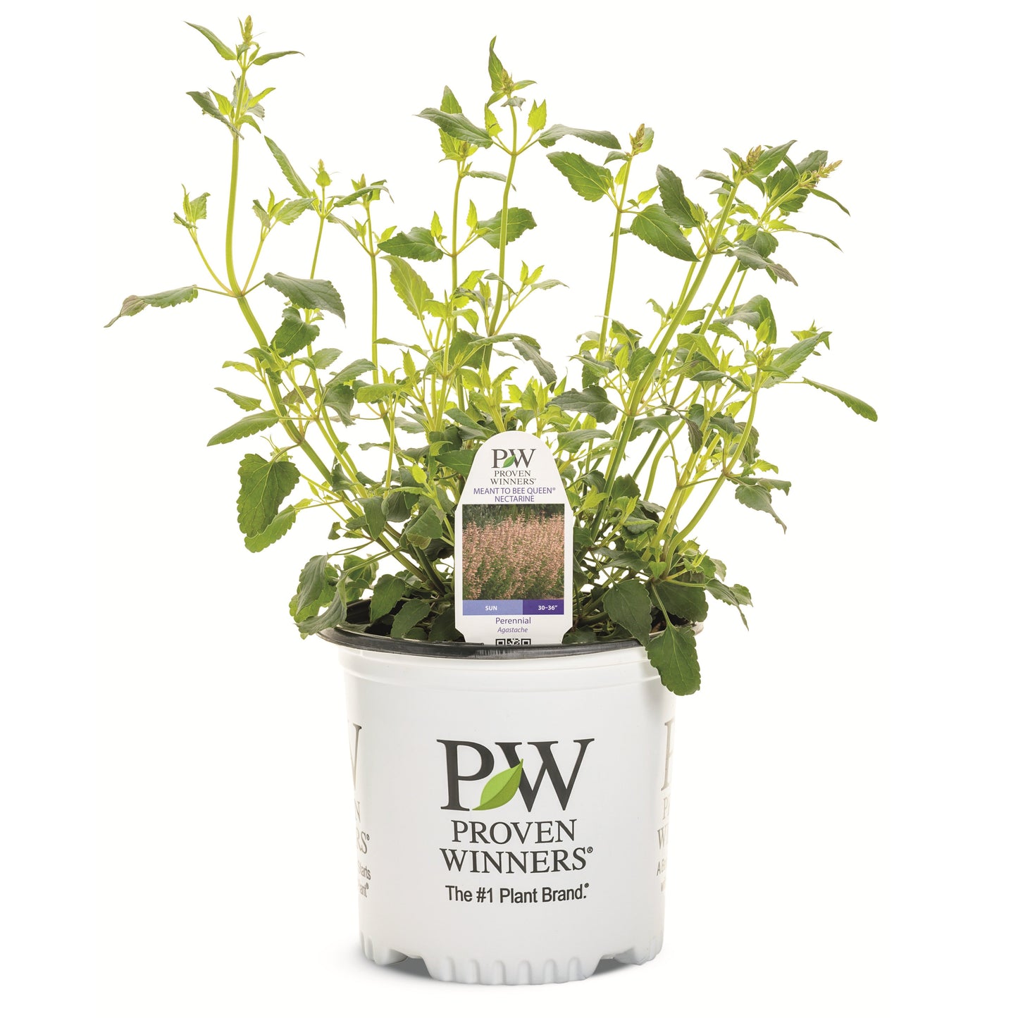Meant to Bee® 'Queen Nectarine' Anise Hyssop (Agastache hybrid)