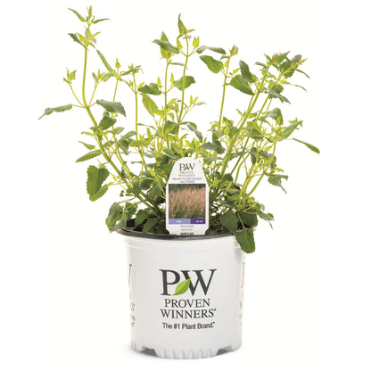 Meant to Bee® 'Queen Nectarine' Anise Hyssop (Agastache hybrid)
