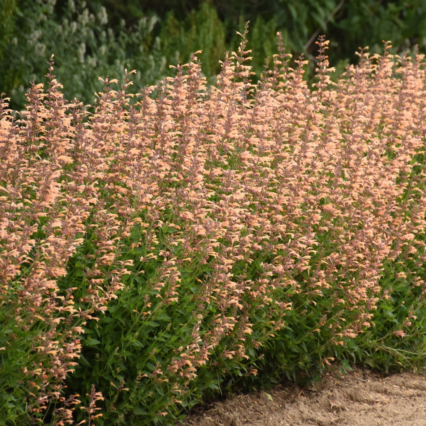 Meant to Bee® 'Queen Nectarine' Anise Hyssop (Agastache hybrid)