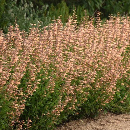 Meant to Bee® 'Queen Nectarine' Anise Hyssop (Agastache hybrid)