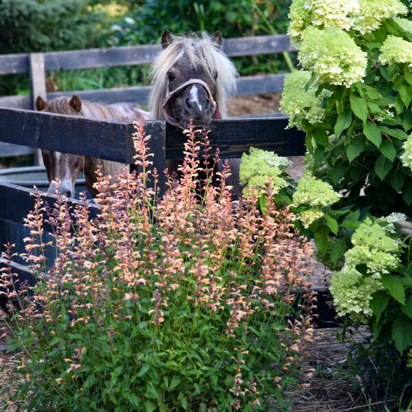 Meant to Bee 'Queen Nectarine' Meant to Bee 'Queen Nectarine' Anise Hyssop in use.