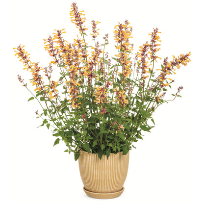 Meant to Bee® 'Queen Nectarine' Anise Hyssop (Agastache hybrid)