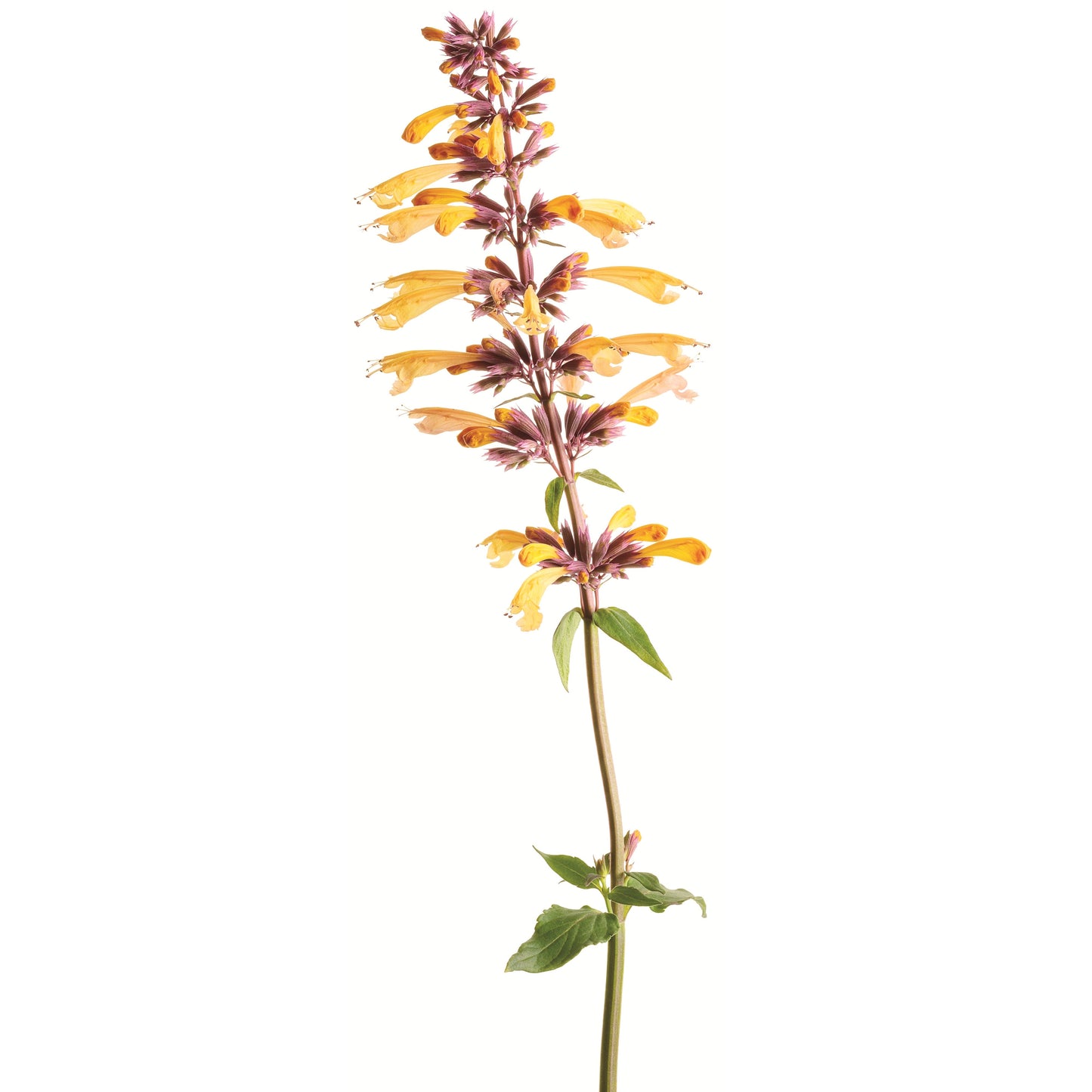 Meant to Bee® 'Queen Nectarine' Anise Hyssop (Agastache hybrid)