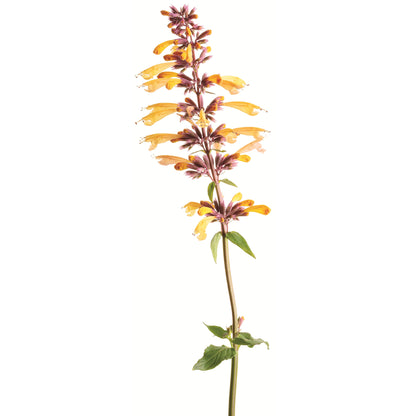 Meant to Bee® 'Queen Nectarine' Anise Hyssop (Agastache hybrid)