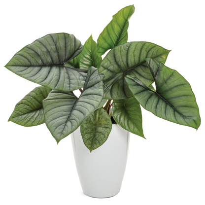 leafjoy Mythic Quicksilver Mythic Quicksilver Elephant Ear in container.