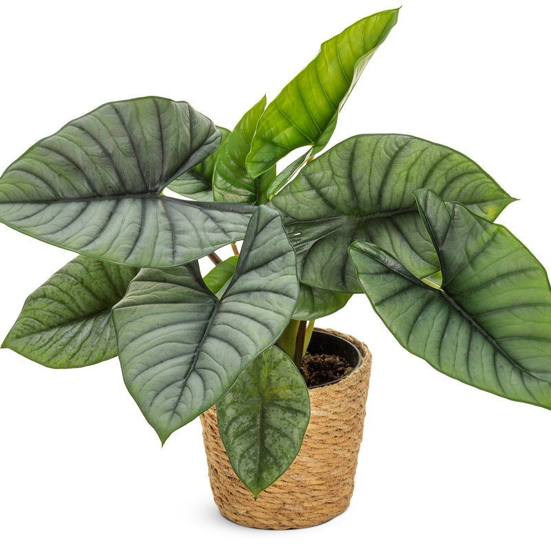leafjoy Mythic Quicksilver Mythic Quicksilver Elephant Ear in container.