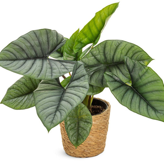 leafjoy Mythic Quicksilver Mythic Quicksilver Elephant Ear in container.