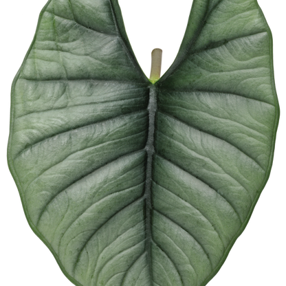 leafjoy Mythic Quicksilver Mythic Quicksilver Elephant Ear in macro.