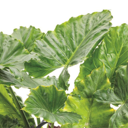 Limited Edition Royale™ | Emerald Isle™ Elephant Ear (Alocasia hybrid)