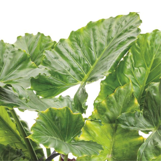 Limited Edition Royale™ | Emerald Isle™ Elephant Ear (Alocasia hybrid)