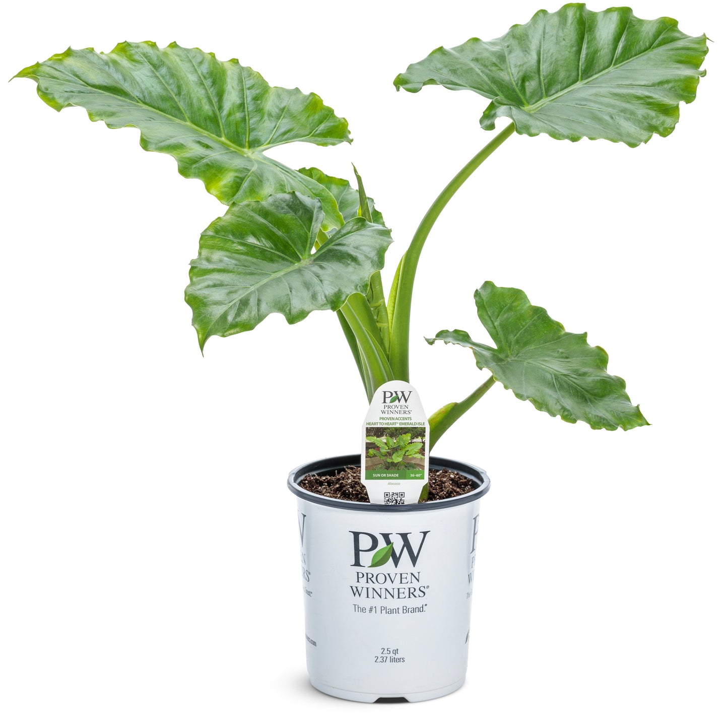 Emerald Isle™ Elephant Ears (Alocasia hybrid) | Proven Winners® New Variety 2025