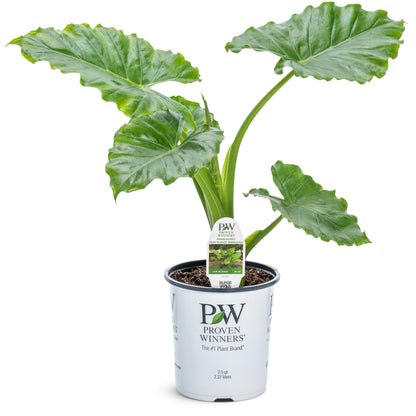 Emerald Isle™ Elephant Ear (Alocasia hybrid)
