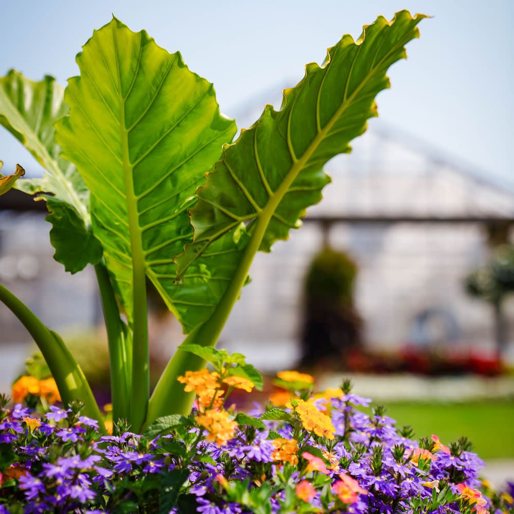 Emerald Isle™ Elephant Ear (Alocasia hybrid)