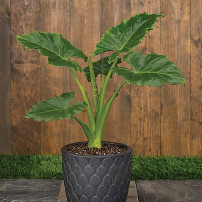 Emerald Isle Emerald Isle elephant ear in container.