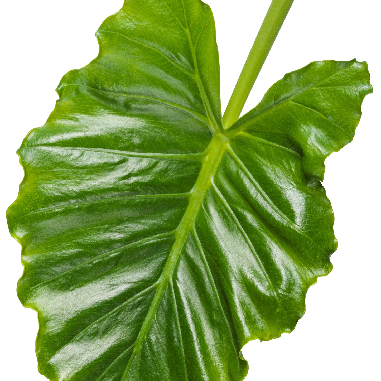 Limited Edition Royale™ | Emerald Isle™ Elephant Ear (Alocasia hybrid)