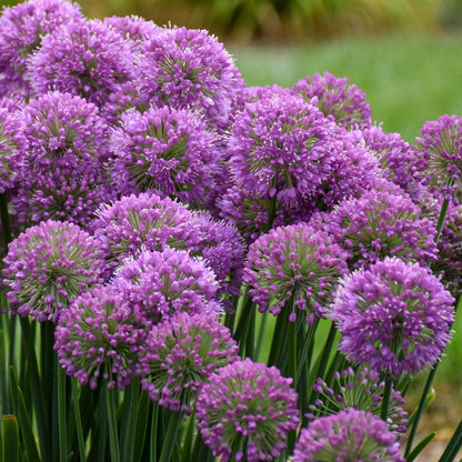 'Serendipity' Ornamental Onion (Allium hybrid)