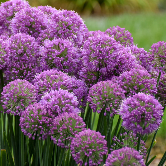 'Serendipity' Ornamental Onion (Allium hybrid)