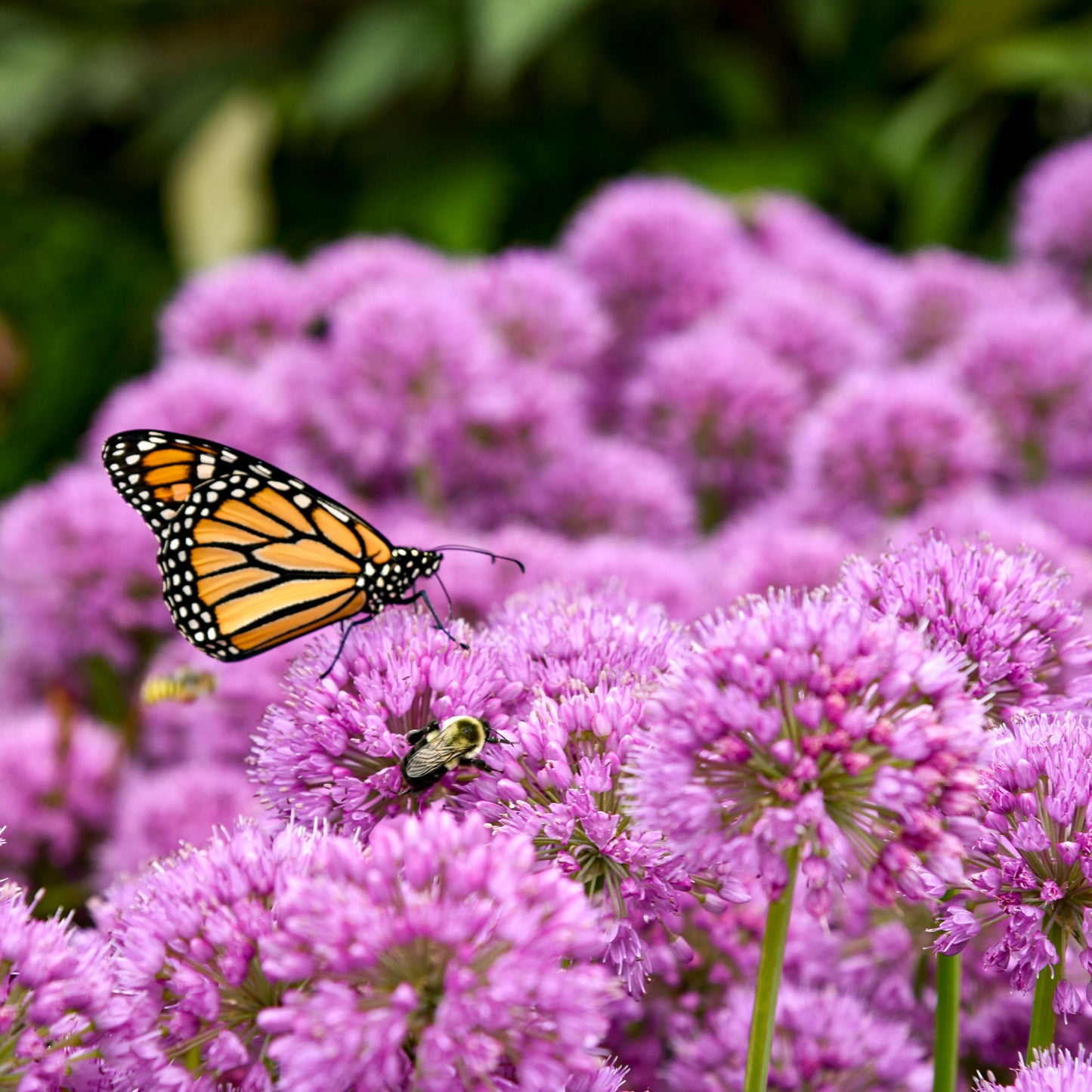 'Serendipity' Ornamental Onion (Allium hybrid)