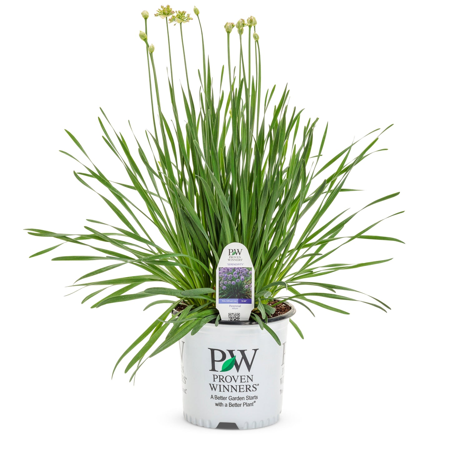 'Serendipity' Ornamental Onion (Allium hybrid)