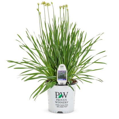 'Serendipity' Ornamental Onion (Allium hybrid)