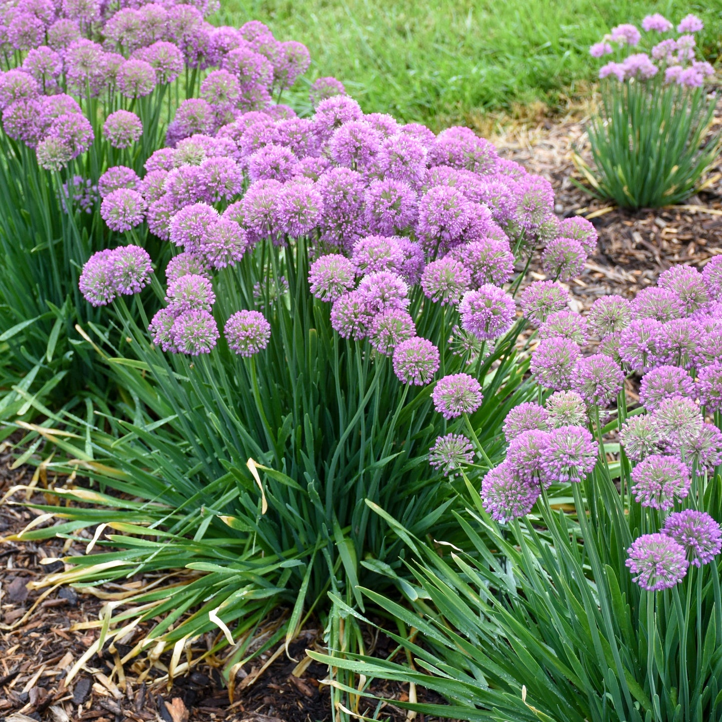 'Serendipity' Ornamental Onion (Allium hybrid)