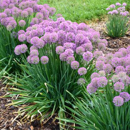 'Serendipity' Ornamental Onion (Allium hybrid)