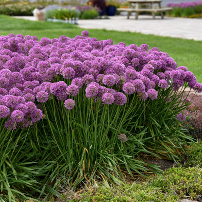 'Serendipity' Ornamental Onion (Allium hybrid)