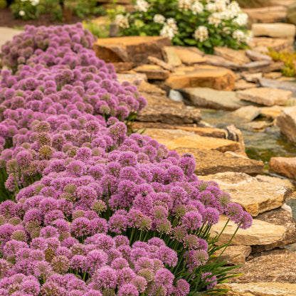 'Serendipity' Ornamental Onion (Allium hybrid)