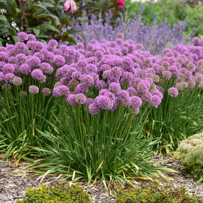 'Serendipity' Ornamental Onion (Allium hybrid)