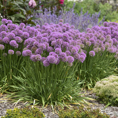 'Serendipity' Ornamental Onion in use.