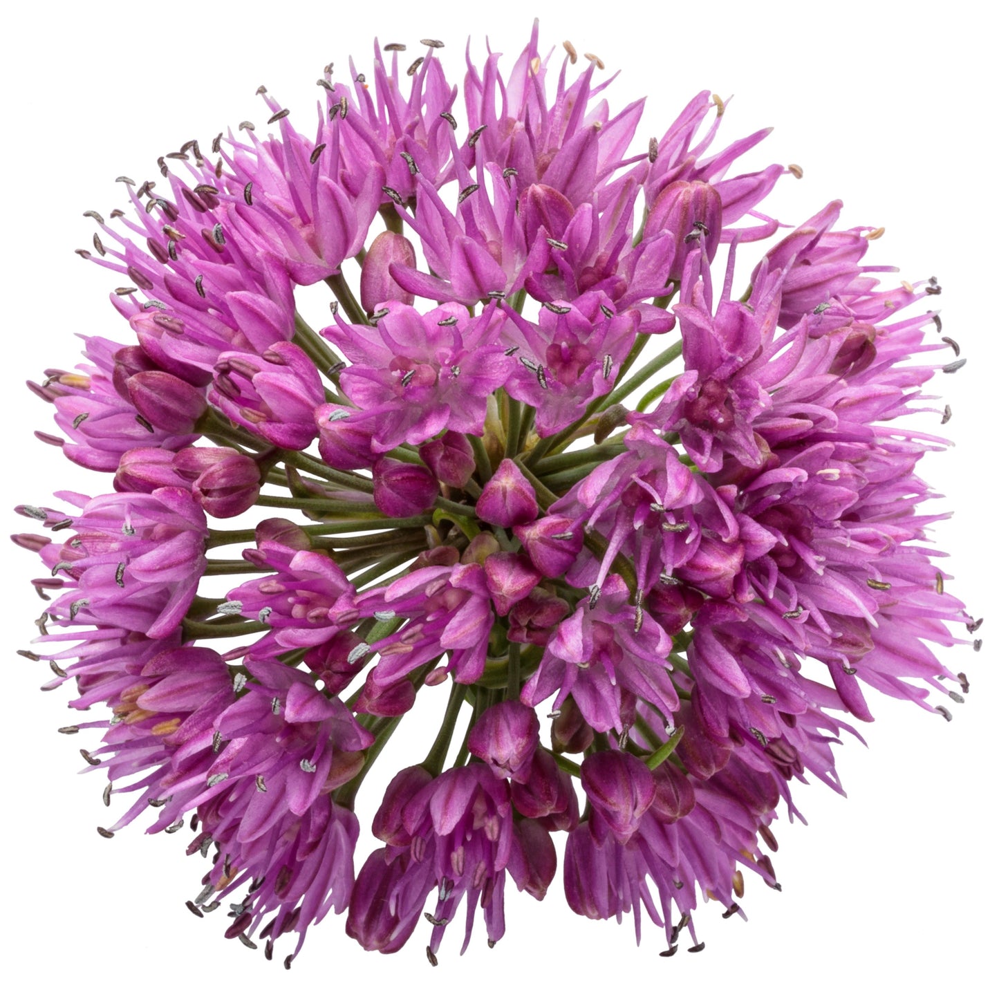 'Serendipity' Ornamental Onion (Allium hybrid)