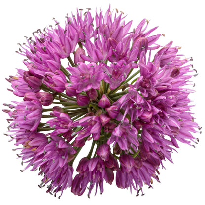 'Serendipity' Ornamental Onion (Allium hybrid)