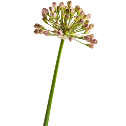 'Serendipity' Ornamental Onion (Allium hybrid)