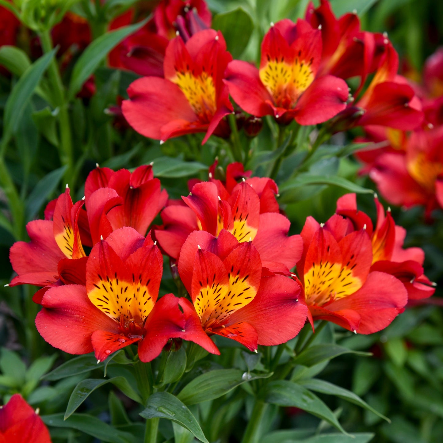 Summer Heat Peruvian Lily (Alstroemeria hybrid)