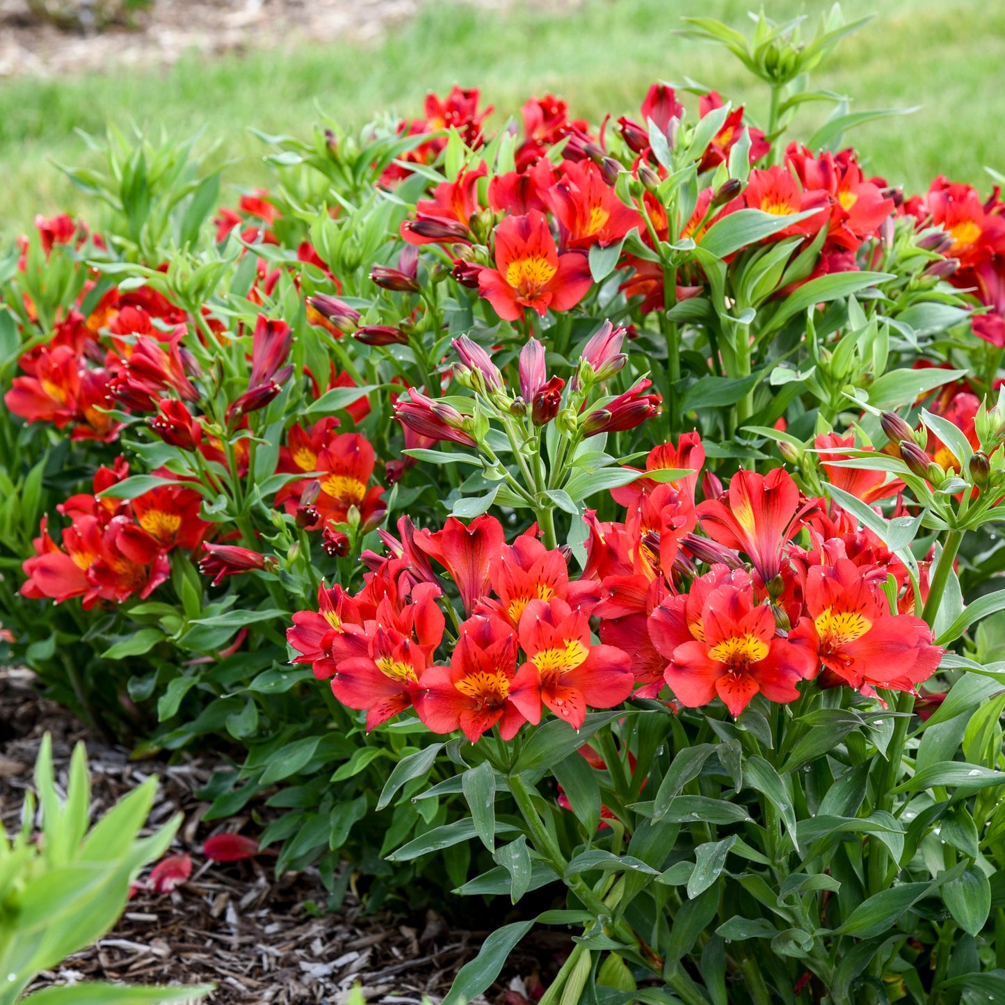 Summer Heat Peruvian Lily (Alstroemeria hybrid)