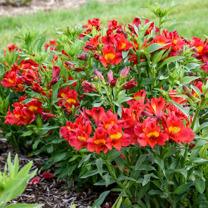 Summer Heat Peruvian Lily (Alstroemeria hybrid)
