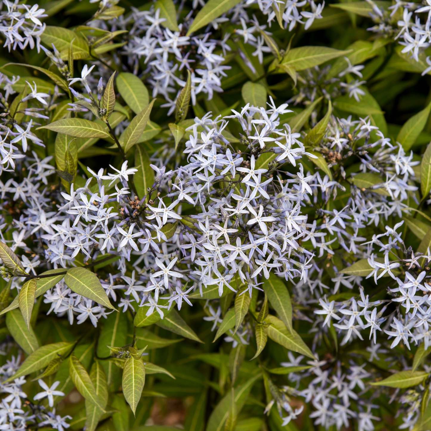 'Storm Cloud' Bluestar (Amsonia tabernaemontana)